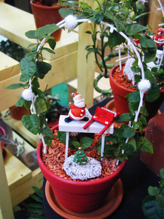 クリスマスの花