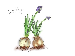 ムスカリ