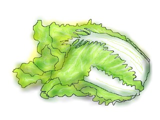 白菜