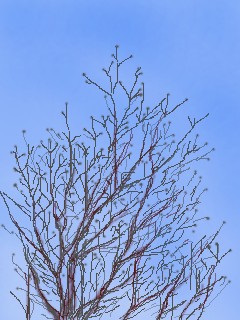 花水木