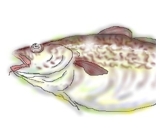 マダラ