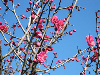 梅の花