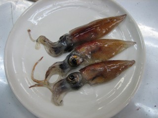 ホタルイカ