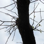 dscn0100-800x600
