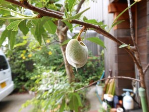 dscn0233-800x600