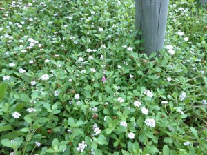 dscn0467-800x600