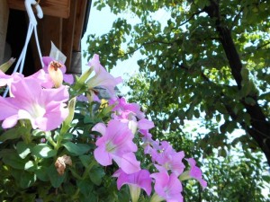 dscn0747-800x600