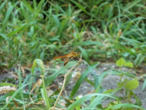 dscn0946-800x600