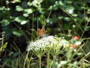 dscn1127-800x600