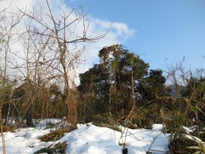 dscn1779-800x600