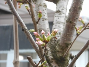 dscn2611-800x600