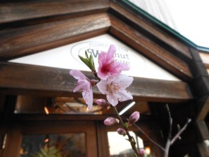 dscn2668-800x600