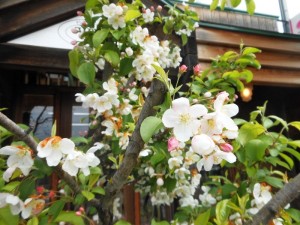 dscn2701-800x600