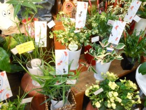 dscn3228-800x600