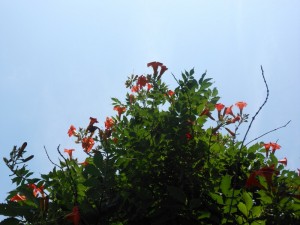 dscn3582-600x800