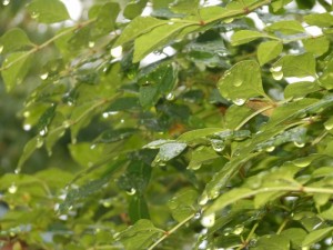 dscn3610-800x600