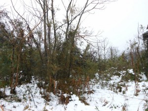 dscn4032-800x600