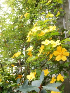 dscn4374