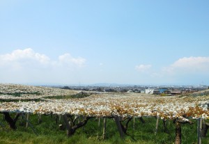 dscn4387