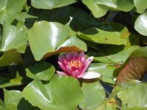 dscn4483-800x600