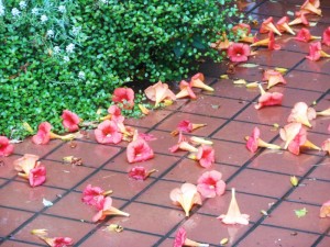 dscn4602-800x6002