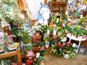 dscn4636-800x600