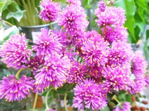 dscn4643-800x600