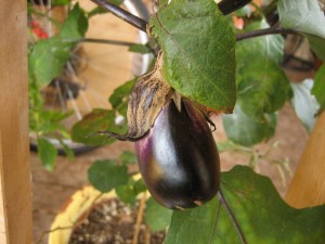 img_6572-800x600