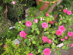 img_6606-800x600