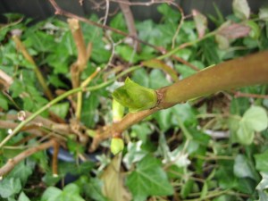 img_7115-800x600