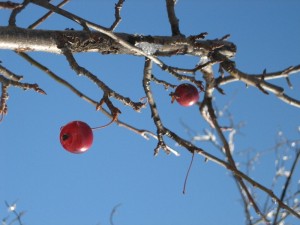 img_7131-800x600