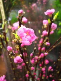 IMG_2430.jpg