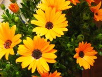 IMG_2442.jpg