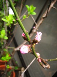 IMG_2608.jpg