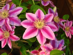 IMG_2621.jpg