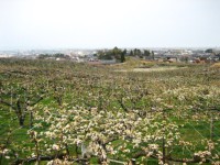IMG_2636.jpg