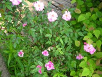 IMG_4390.jpg