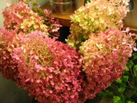 IMG_4949.jpg