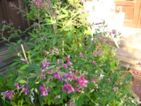 IMG_5007.jpg