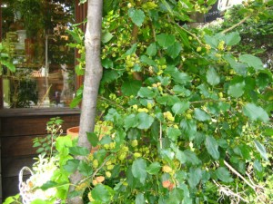 IMG_5782.jpg