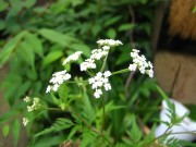 IMG_5823.JPG