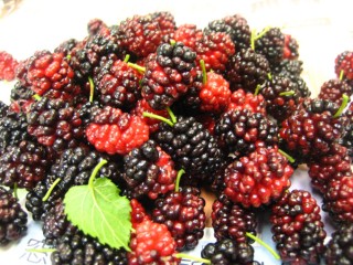 IMG_5867.jpg