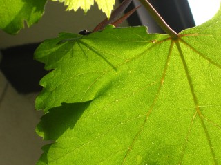 IMG_5889.JPG