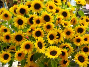 IMG_5911.JPG