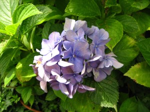 IMG_5957.JPG