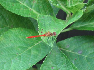 IMG_6154.JPG