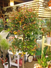 IMG_6292.JPG