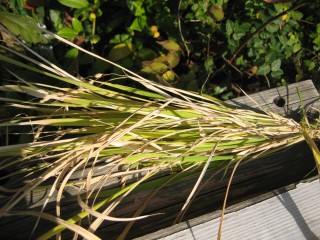 IMG_6574.JPG