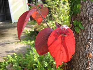 IMG_6580.JPG
