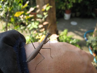 IMG_6585.JPG